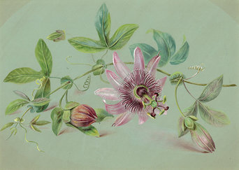 Painting of Caroline's passion flowers, intricately detailed against a light green background. One flower is in bloom along a leafy steam, while two others on the stem are yet to bloom.